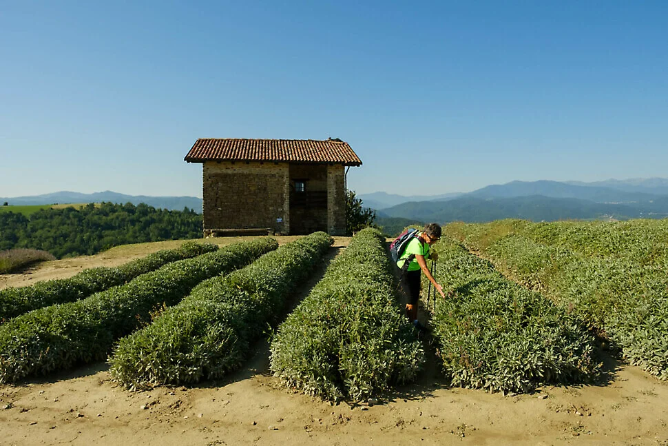 Sentieri della Lavanda
